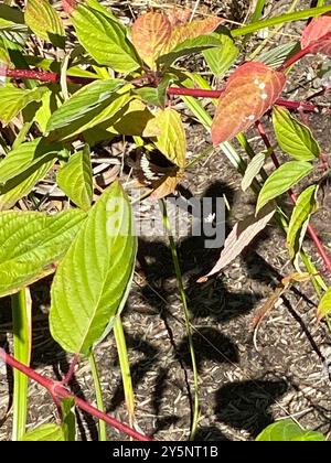 Lorquins Admiral (Limenitis lorquini) Insecta Stockfoto