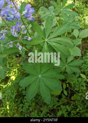 Lupine (Lupinus latifolius) Plantae Stockfoto