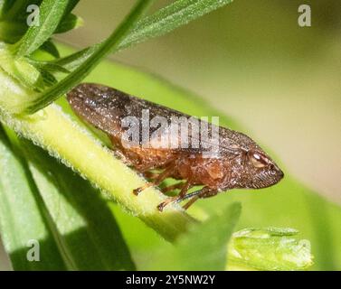 Alder Spittlebug (Aphrophora alni) Insecta Stockfoto