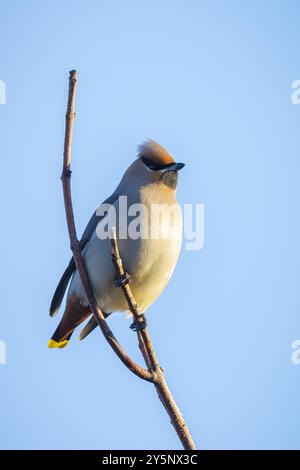 Der böhmische Wachsschwanz, Bombycilla garrulus, Zugvogel ist ein seltener Besucher in den Niederlanden, der viele Vogelbeobachter anzieht. Stockfoto