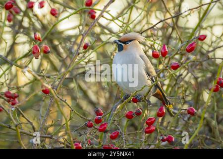 Der böhmische Wachsschwanz, Bombycilla garrulus, Zugvogel ist ein seltener Besucher in den Niederlanden, der viele Vogelbeobachter anzieht. Stockfoto