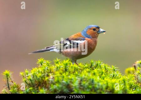 Nahaufnahme eines männlichen Buchfinkens, Fringilla coelebs, singend auf einem Baum in einem grünen Wald. Stockfoto