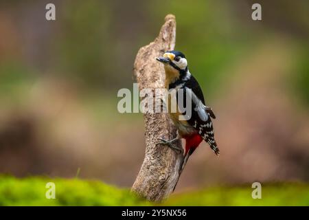 Nahaufnahme von einem Vogel Buntspecht, Dendrocopos major, in einem Wald im Sommer gehockt Stockfoto