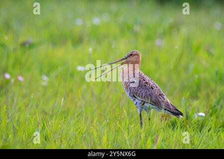 Ein Schwarzschwanzgott, Limosa Limosa, ein Katzenvogel, der auf dem Ackerland ruft und schreit, mit Nachmittagssonne vor ihm. Die meisten europäischen Stockfoto