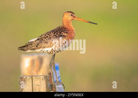 Ein Schwarzschwanzgott, Limosa Limosa, ein Katzenvogel, der auf dem Ackerland ruft und schreit, mit Nachmittagssonne vor ihm. Die meisten europäischen Popula Stockfoto