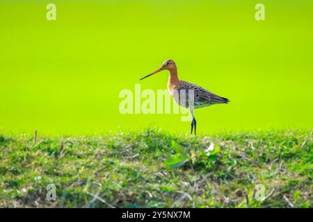 Ein Schwarzschwanzgott, Limosa Limosa, ein Katzenvogel, der auf dem Ackerland ruft und schreit, mit Nachmittagssonne vor ihm. Die meisten europäischen Popula Stockfoto