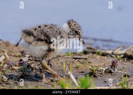 Nördliche Kieferkühe, Vanellus vanellus, auf einer Wiese bei hellem Sonnenlicht auf der Suche. Stockfoto