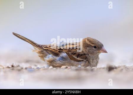 Nahaufnahme eines Hausspatzes, Passer domesticus, der ein Staub- oder Sandbad hat. Stockfoto
