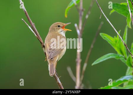 Marsh Grumbler, Acrocephalus palustris, Vogel singen auf einem Feld Stockfoto