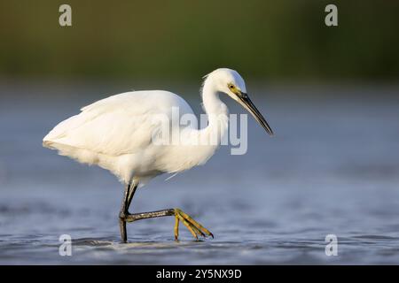 Nahaufnahme eines kleinen Egret, Egretta Garzetta, Angeln, Jagd im Wasser Stockfoto