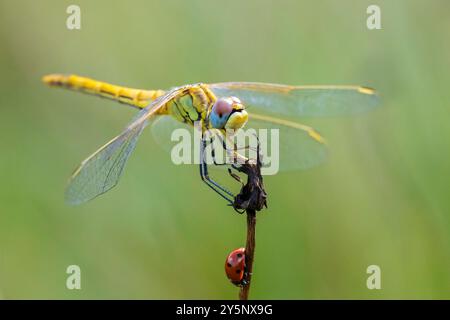 Nahaufnahme einer Sympetrum fonscolombii, rot geäderten Darter oder Nomaden ruht auf die Vegetation Stockfoto