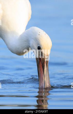 Verschlüsse eines gewöhnlichen Löffels, Platalea leucorodia, Futtersuche im Wasser Stockfoto