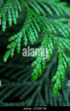 Roter Zedernzweig (Thuja plicata) Stockfoto