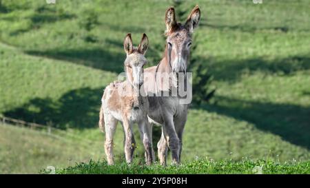 Ein Bild eines Eselbabys mit seiner Mutter, die in die Kamera schaut, grüner Hintergrund im niedrigen Winkel, 16:9 Stockfoto