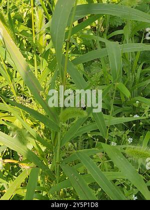 Riesenfuchsschwanz (Setaria faberi) Plantae Stockfoto