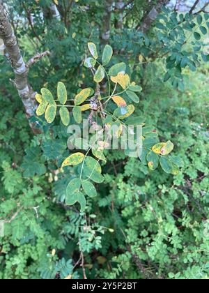 Sibirischer Erbsenstrauch (Caragana arborescens) Plantae Stockfoto