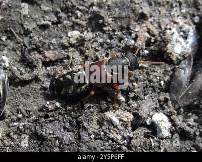 (Staphylinus caesareus) Insecta Stockfoto