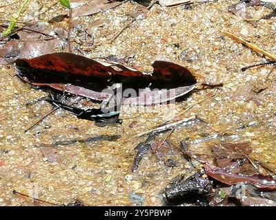 Grüner LibellenschwanzSchmetterling (Lamproptera meges) Insecta Stockfoto