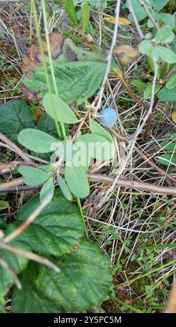 MoorHeidelbeere (Vaccinium uliginosum) Plantae Stockfoto
