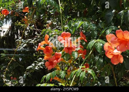 Campsis radicans „Flamenco“ oder Trompetenrebe Laubkletteranlage in Ohrid, Nordmakedonien Stockfoto