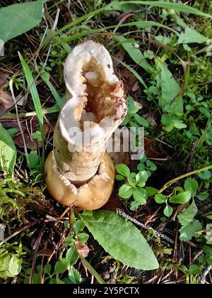 Stinkende Brittlegill-Pilze (Russula fetens) Stockfoto