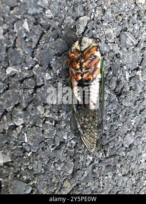 Lyrik Cicada (Neotibicen lyricen) Insecta Stockfoto