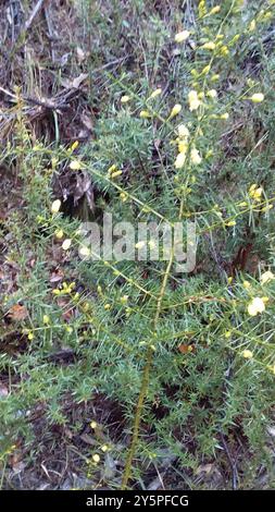 Stachelige moses (Acacia verticillata) Plantae Stockfoto