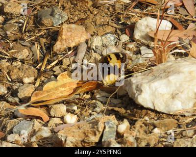 Afrikanisches Gelbes Stiefmütterchen (Junonia hierta Cebren) Insecta Stockfoto