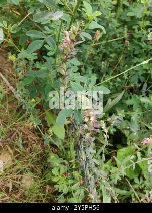 Red Bartsia (Odontites vernus) Plantae Stockfoto