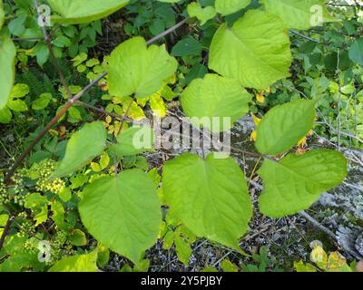 Amerikanische Spikenard (Aralia racemosa) Plantae Stockfoto