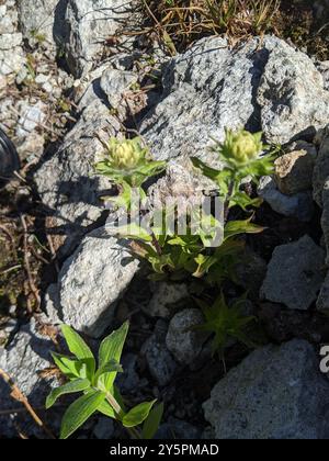 Weißer, kleinblütiger Pinsel (Castilleja parviflora albida) Plantae Stockfoto