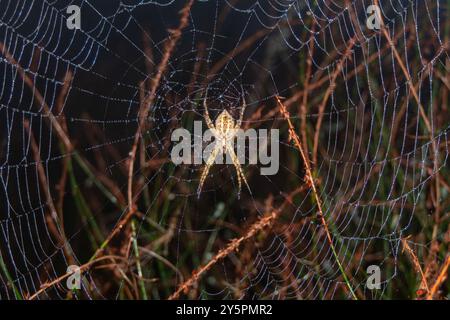 Zwei Zentimeter lange Grasspinne auf nassem Rundgewebe. Fotografiert im Rocky Peak Park in der Nähe von Los Angeles, Kalifornien. Stockfoto