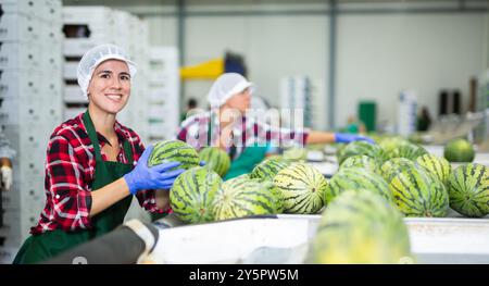 Lächelnde lateinamerikanische Sortiererin, die an der Wassermelonen-Sortierlinie arbeitet Stockfoto