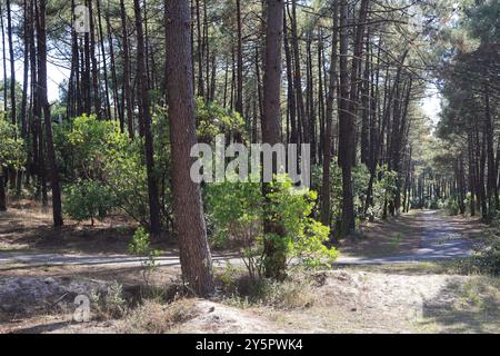 Die Atlantikküste am Lacanau-Ocean im Medoc in Gironde im Südwesten Frankreichs. Lacanau-Océan, Médoc, Gironde, Nouvelle Aquitaine, Fran Stockfoto