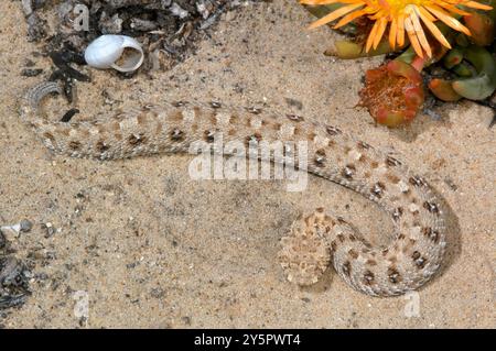 Namaqua Zwergadder (Bitis schneideri) Reptilia Stockfoto