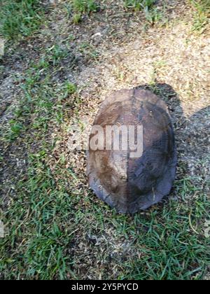 Holzschildkröte (Glyptemys insculpta) Reptilia Stockfoto