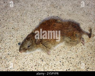Südliches Rotrücken-Vole (Clethrionomys gapperi) Mammalia Stockfoto