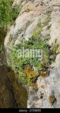 MoorHeidelbeere (Vaccinium uliginosum) Plantae Stockfoto