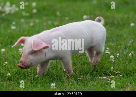 Porträt eines britischen Landrassen-Ferkels Stockfoto