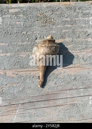 Channeled Whelk (Busycotypus canaliculatus) Mollusca Stockfoto