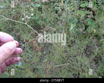 SteinPetersilie (Sison amomum) Plantae Stockfoto