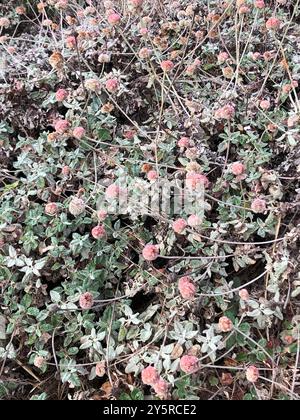 Buckweizen (Eriogonum latifolium) Plantae am Meer Stockfoto