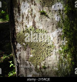 Polierte Tarnflechte (Melanelixia glabratula) Pilze Stockfoto