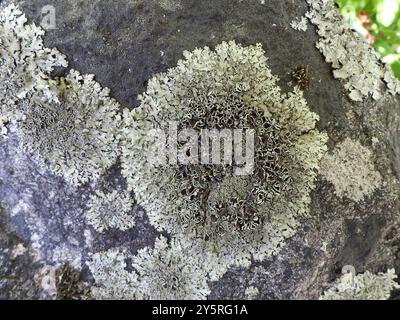 Gewürzte Steinschildpilze (Xanthoparmelia conspersa) Stockfoto