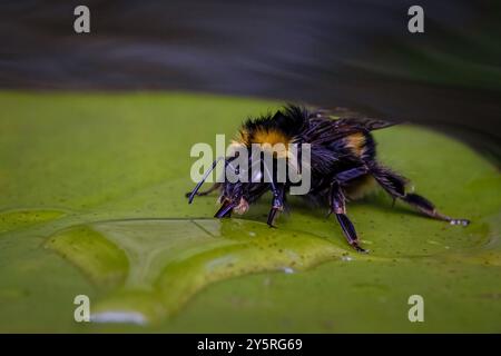Hummel trinkt auf einem Blatt Stockfoto