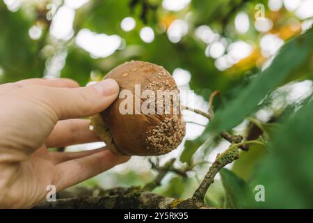 Apfelbaumkrankheiten. Hand pflückt einen verfaulten Apfel aus einem Zweig. Garten- und Pflanzengesundheit. Schädlings- und Krankheitsbekämpfung Stockfoto