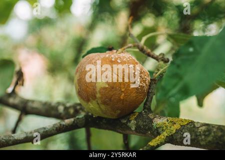 Moniliose. Apfelbaumkrankheiten. Verfaulter Apfel von einem Zweig. Garten- und Pflanzengesundheit. Krankheiten der Obstbäume. Schädlings- und Krankheitsbekämpfung im Garten Stockfoto