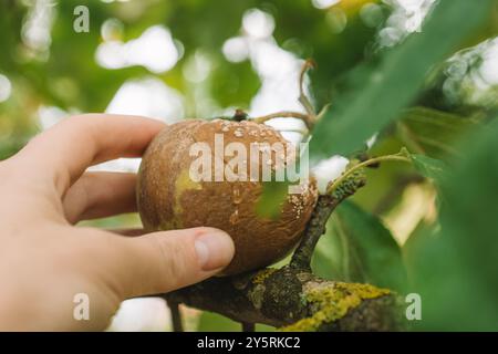 Moniliose. Apfelbaumkrankheiten. Hand pflückt einen verfaulten Apfel aus einem Zweig. Garten- und Pflanzengesundheit. Krankheiten der Obstbäume. Schädlings- und Krankheitsbekämpfung in Stockfoto