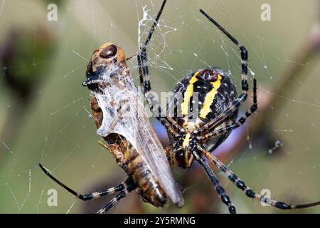 Argiope Aurantia Spider Stockfoto