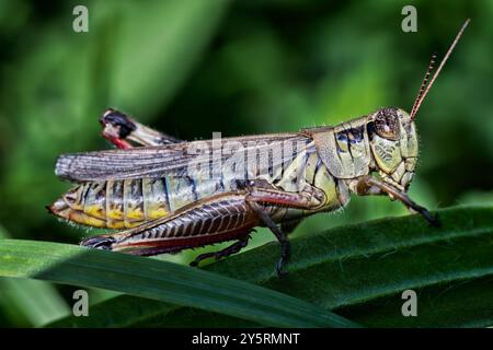 Rotbeingrasschrecken (Melanoplus femurrubrum) Stockfoto